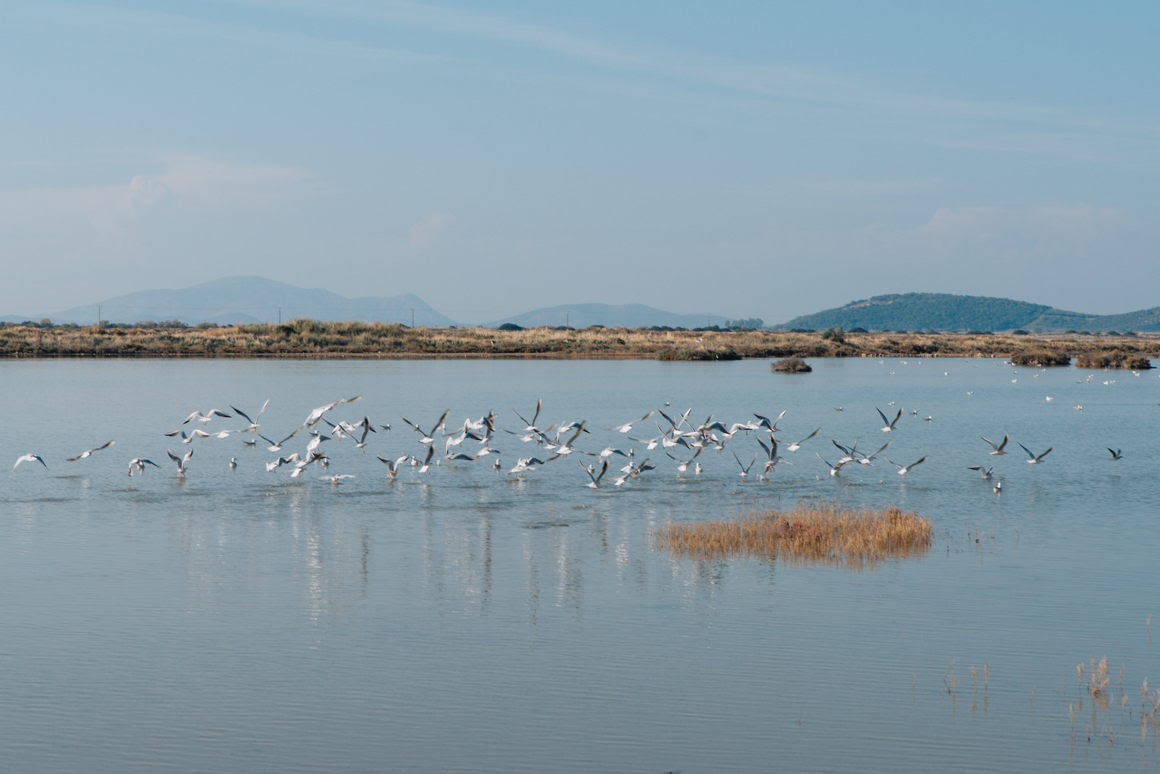 Διαγωνισμός για την πώληση πλειοψηφικού πακέτου των Ελληνικών Αλυκών